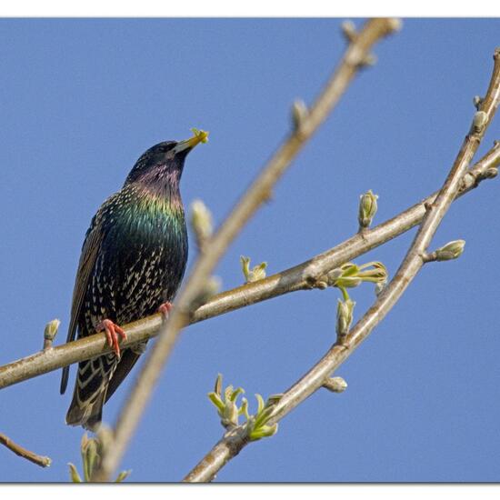 Common Starling: Animal in habitat Garden in the NatureSpots App