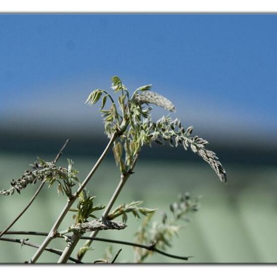 Wisteria sinensis: Plant in habitat Garden in the NatureSpots App