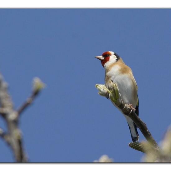 European Goldfinch: Animal in habitat Garden in the NatureSpots App