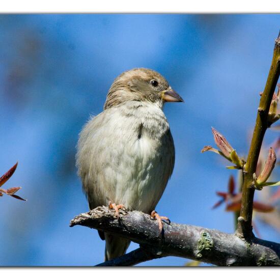 House Sparrow: Animal in habitat Garden in the NatureSpots App