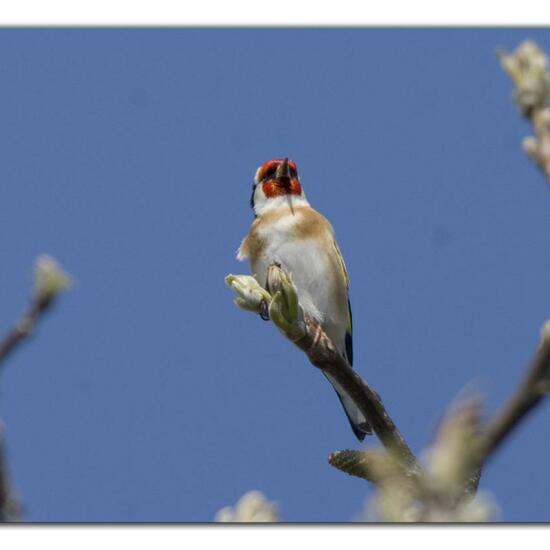 European Goldfinch: Animal in habitat Garden in the NatureSpots App