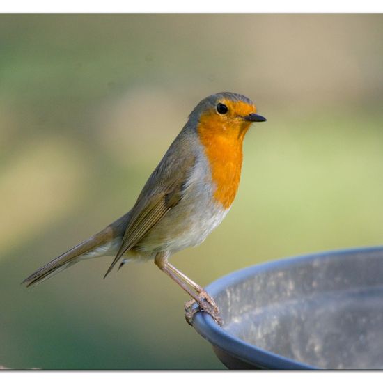 European robin: Animal in habitat Backyard in the NatureSpots App