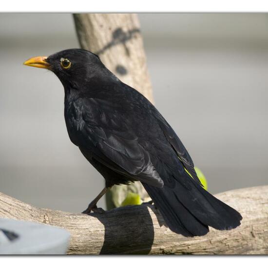 Common blackbird: Animal in habitat Garden in the NatureSpots App