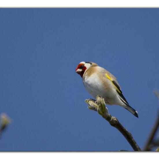 European Goldfinch: Animal in habitat Garden in the NatureSpots App