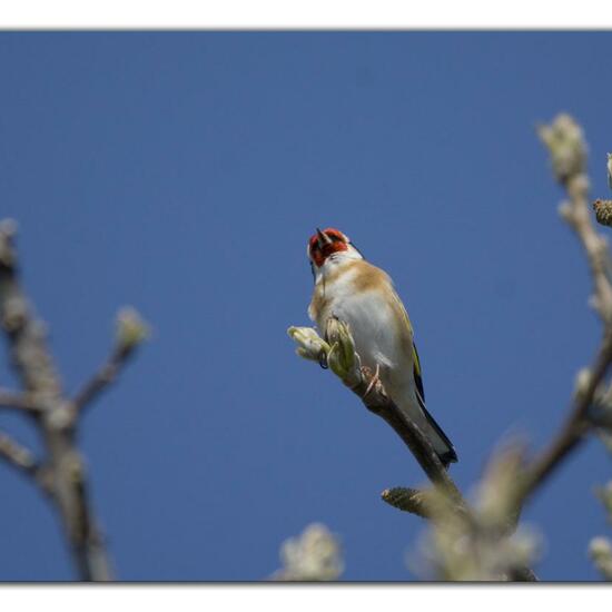 European Goldfinch: Animal in habitat Garden in the NatureSpots App