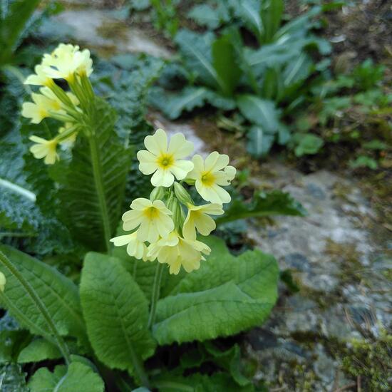 Primula elatior: Plant in habitat Garden in the NatureSpots App