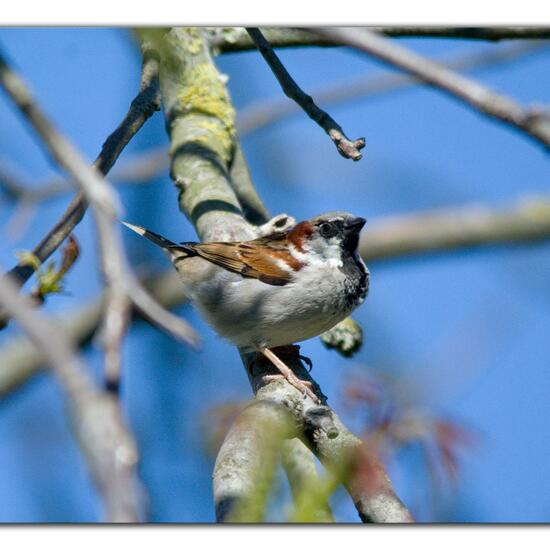 House Sparrow: Animal in nature in the NatureSpots App