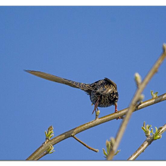 Common Starling: Animal in habitat Garden in the NatureSpots App