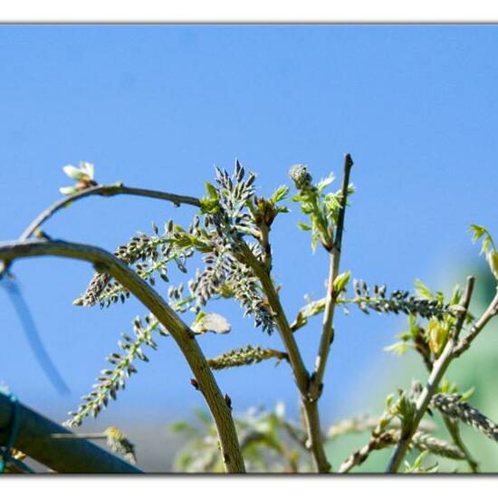 Wisteria sinensis: Plant in habitat Garden in the NatureSpots App