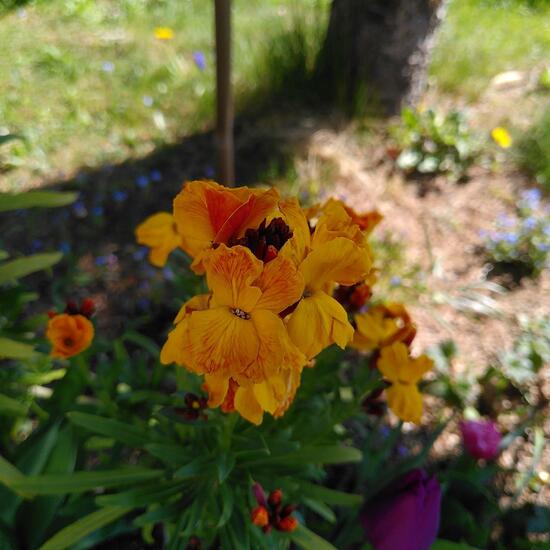 Erysimum cheiri: Plant in habitat Garden in the NatureSpots App