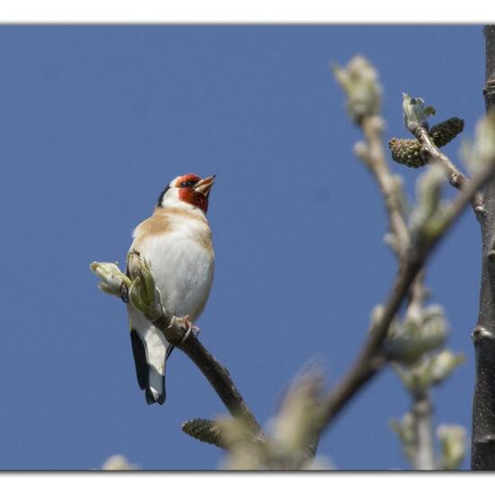 European Goldfinch: Animal in habitat Garden in the NatureSpots App