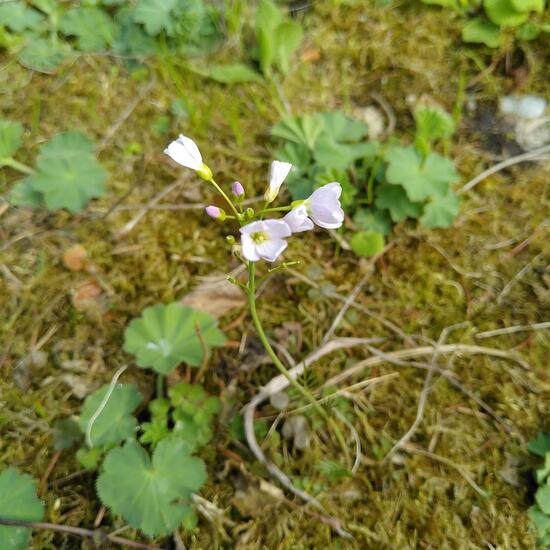 Cardamine pratensis: Plant in habitat Garden in the NatureSpots App