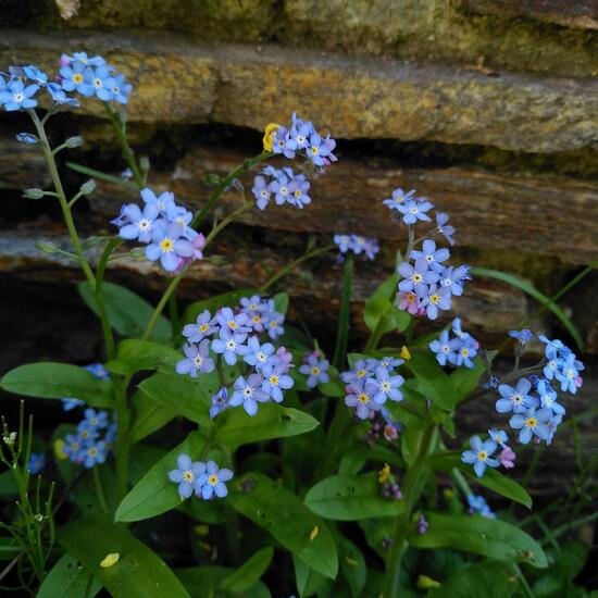 Myosotis: Plant in habitat Garden in the NatureSpots App