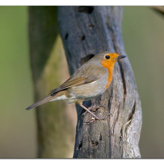 European robin: Animal in habitat Backyard in the NatureSpots App