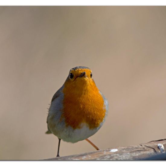 European robin: Animal in habitat Backyard in the NatureSpots App