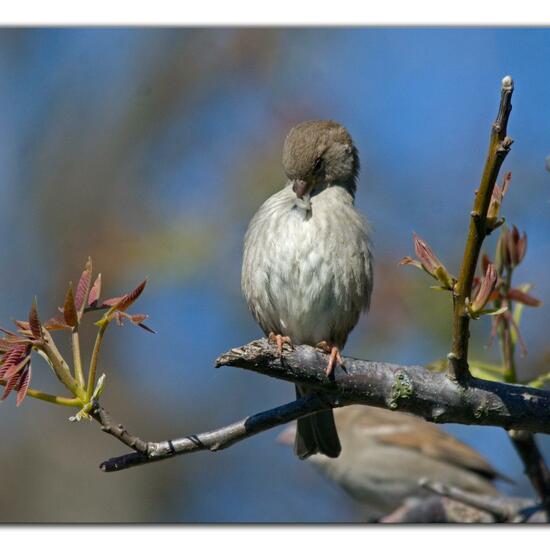 House Sparrow: Animal in habitat Garden in the NatureSpots App