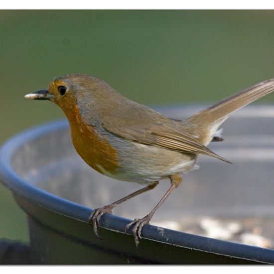 European robin: Animal in habitat Backyard in the NatureSpots App