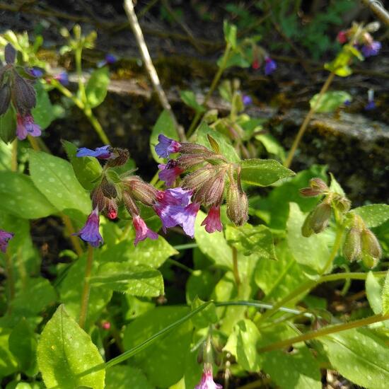 Pulmonaria officinalis: Plant in habitat Garden in the NatureSpots App