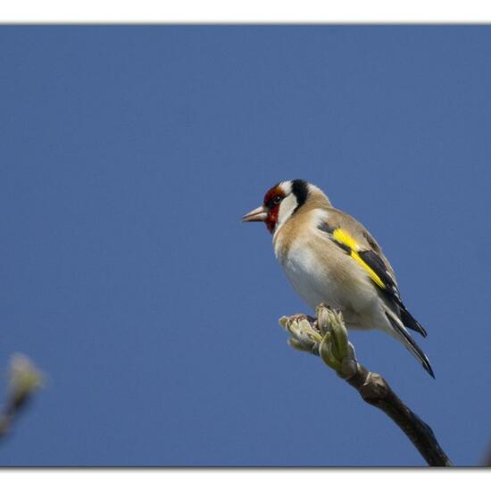 European Goldfinch: Animal in habitat Garden in the NatureSpots App