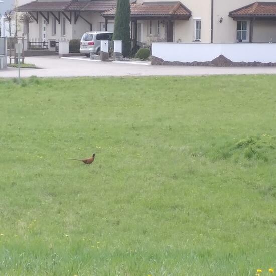 Common Pheasant: Animal in habitat City or Urban habitat in the NatureSpots App