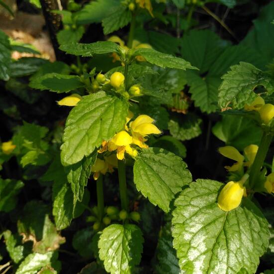 Lamium galeobdolon: Plant in habitat Garden in the NatureSpots App