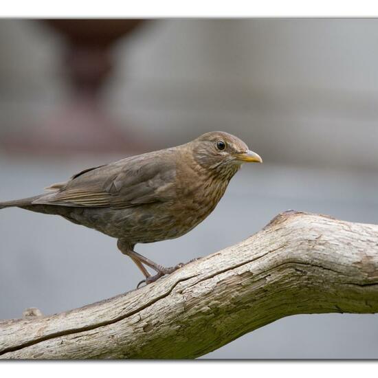 Common blackbird: Animal in habitat Garden in the NatureSpots App