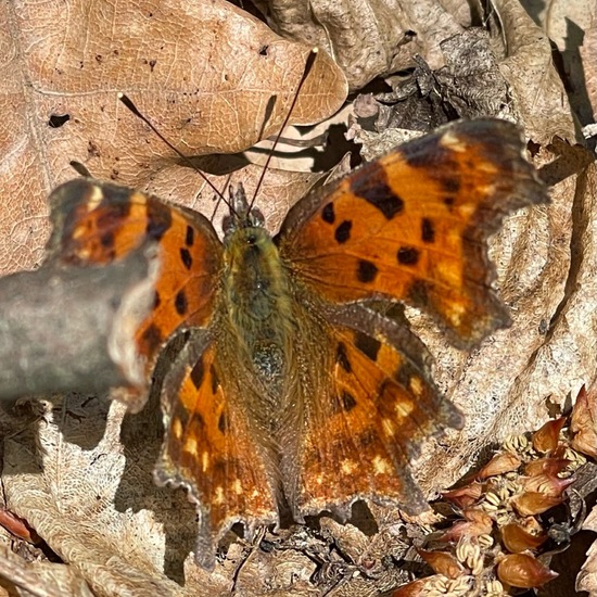 Polygonia c-album: Animal in habitat Temperate forest in the NatureSpots App