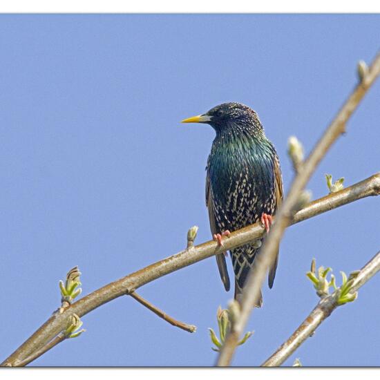 Common Starling: Animal in habitat Garden in the NatureSpots App