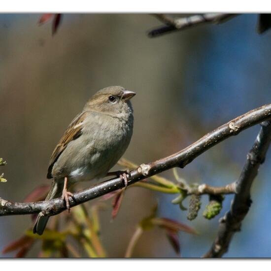 House Sparrow: Animal in habitat Garden in the NatureSpots App