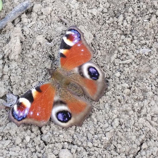 Aglais io: Animal in habitat Crop cultivation in the NatureSpots App