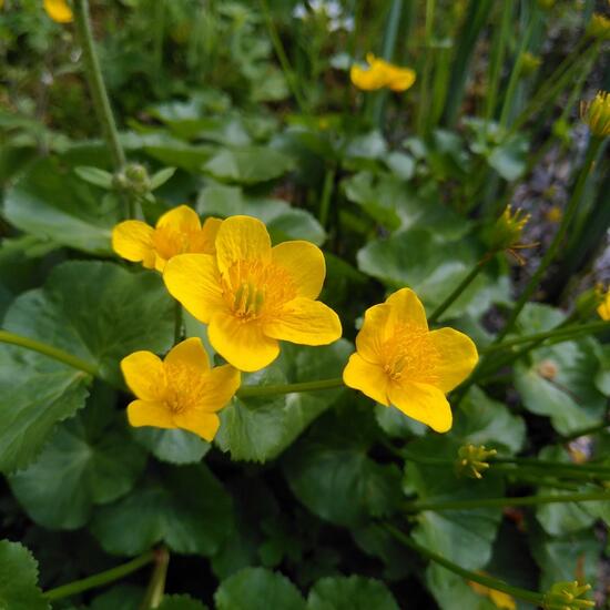 Caltha palustris: Plant in habitat Garden in the NatureSpots App