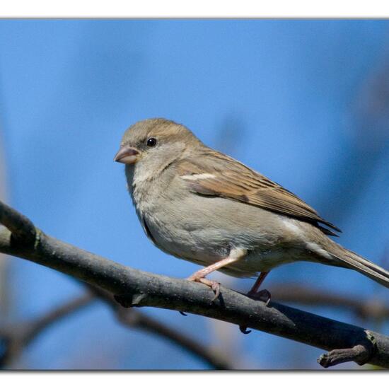 House Sparrow: Animal in habitat Garden in the NatureSpots App