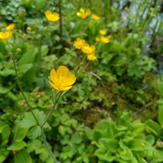 Ranunculus lanuginosus: Plant in habitat Garden in the NatureSpots App