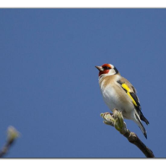 European Goldfinch: Animal in habitat Garden in the NatureSpots App