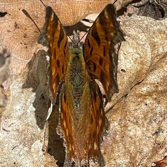 Polygonia c-album: Animal in habitat Temperate forest in the NatureSpots App