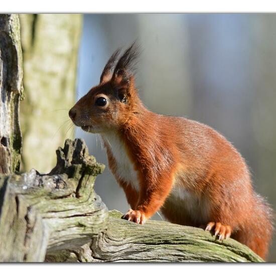 Red squirrel: Animal in habitat Backyard in the NatureSpots App