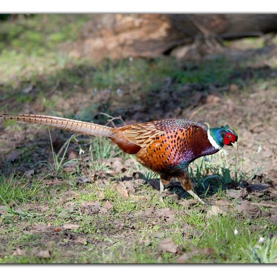 Common Pheasant: Animal in habitat Backyard in the NatureSpots App