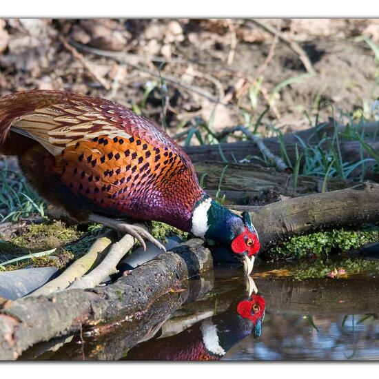 Common Pheasant: Animal in habitat Backyard in the NatureSpots App