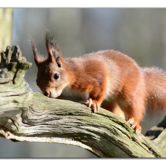 Red squirrel: Animal in habitat Backyard in the NatureSpots App