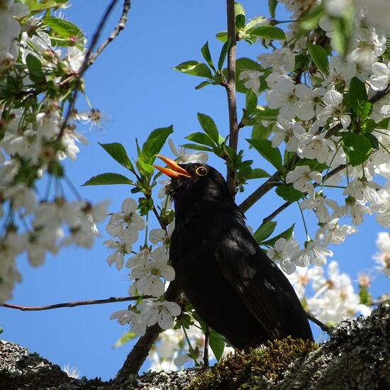 Common blackbird: Animal in habitat Garden in the NatureSpots App