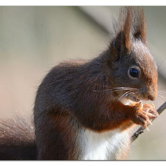 Red squirrel: Animal in habitat Backyard in the NatureSpots App