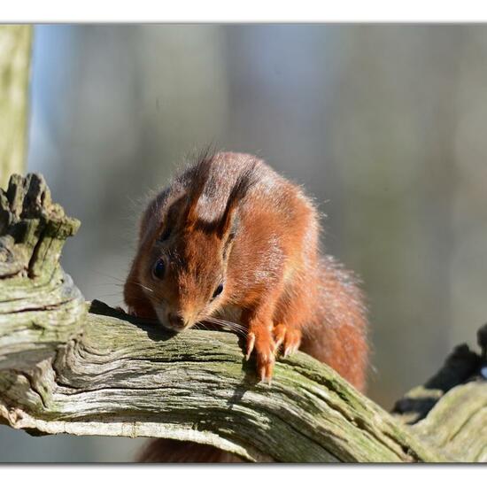 Red squirrel: Animal in habitat Backyard in the NatureSpots App