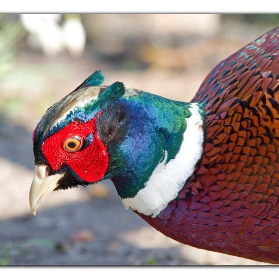 Common Pheasant: Animal in habitat Backyard in the NatureSpots App