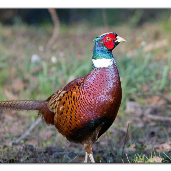 Common Pheasant: Animal in habitat Backyard in the NatureSpots App