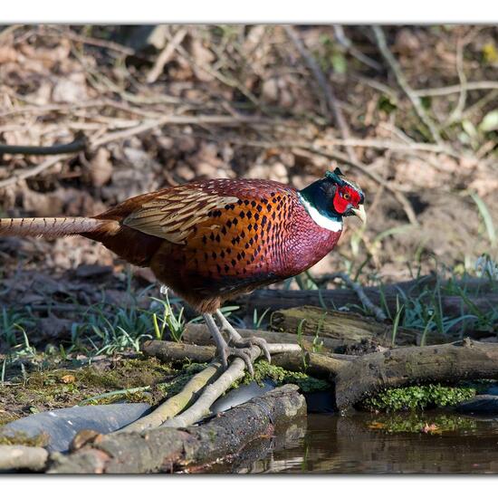 Common Pheasant: Animal in habitat Backyard in the NatureSpots App