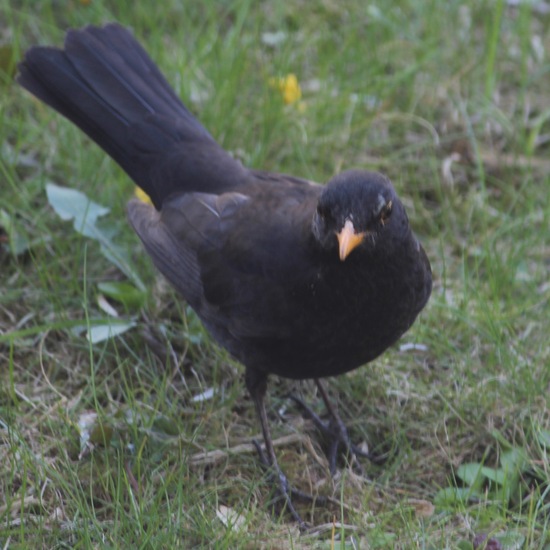 Common blackbird: Animal in habitat Garden in the NatureSpots App