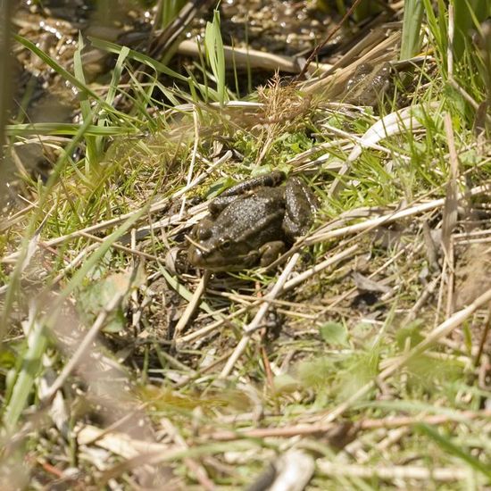 Marsh Frog: Animal in nature in the NatureSpots App