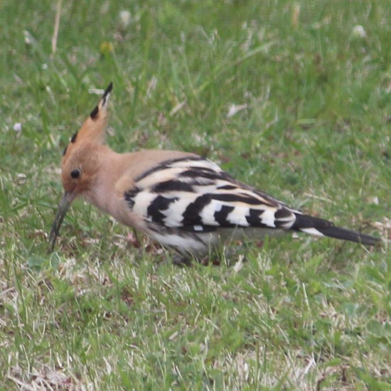 Eurasian Hoopoe: Animal in habitat Garden in the NatureSpots App