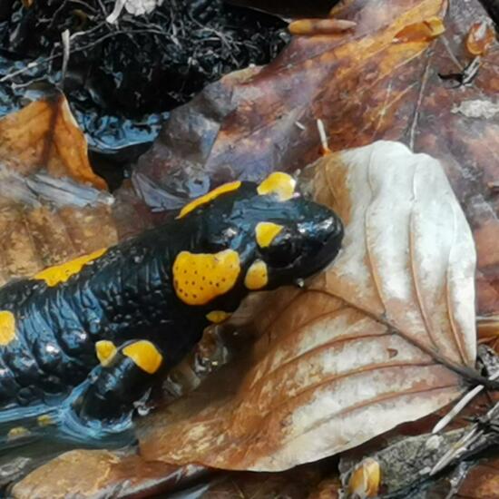 Fire salamander: Animal in nature in the NatureSpots App