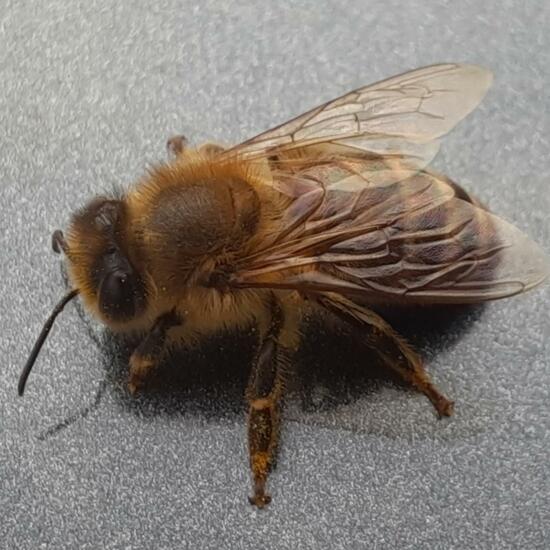 Apis mellifera: Animal in habitat City and Urban in the NatureSpots App